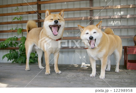 笑顔の柴犬二匹 12298958