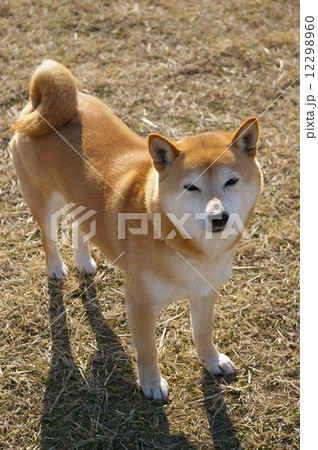 立ち姿が凛々しい柴犬の写真素材