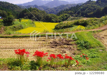 南阿蘇の秋　高森町菅山地区山里の棚田と彼岸花がある風景 12299080