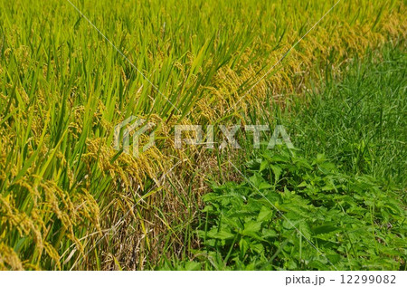 南阿蘇の秋　高森町菅山地区稲穂が実る風景 12299082