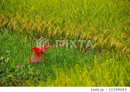 南阿蘇の秋　高森町菅山地区　実った稲穂と彼岸花がある風景 12299083