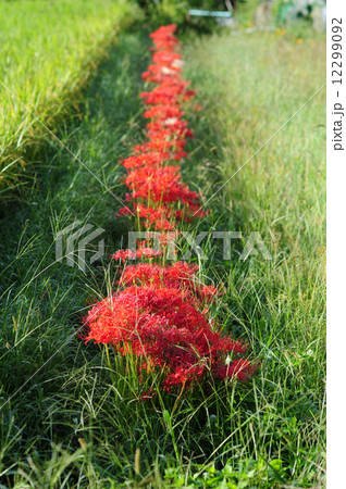 彼岸花-13 彼岸花-13 12299092