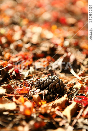 紅葉 紅葉 12299234