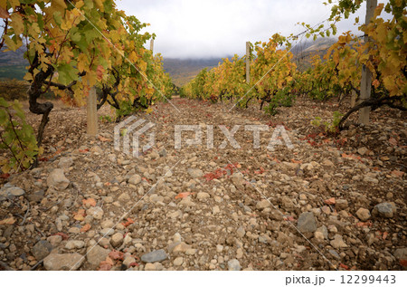 Vineyards 12299443