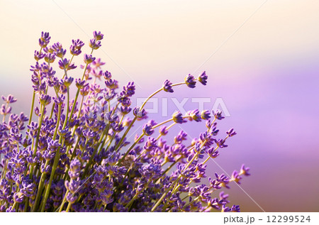 Lavender flowers bloom summer time Lavender flowers bloom summer time 12299524