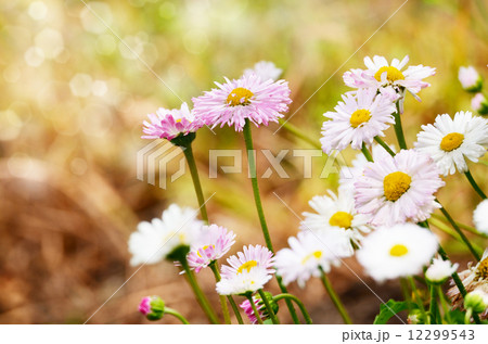 Cute daisies Cute daisies 12299543