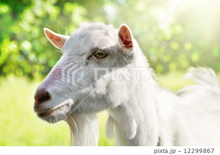 Cute young goat 12299867