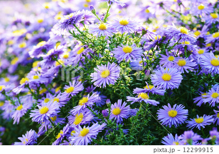 Violet Asters Violet Asters 12299915