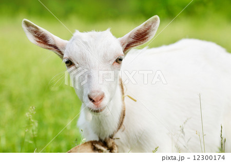 Cute young goat Cute young goat 12300174