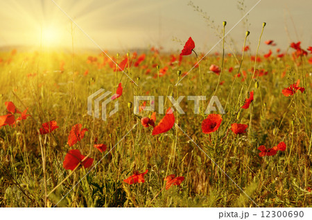 Red poppies 12300690