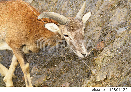 Young mouflon 12301122