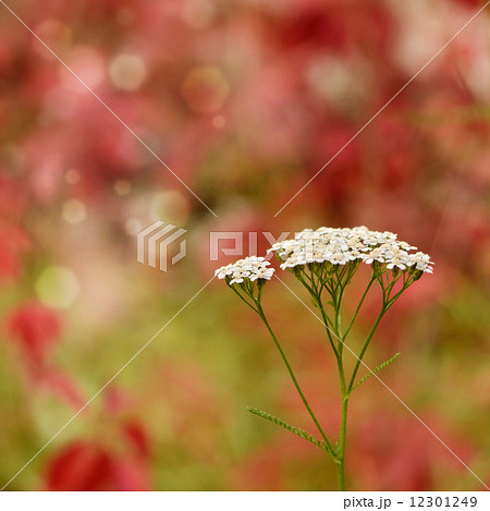 Yarrow - Achillea millefolium flowers 12301249