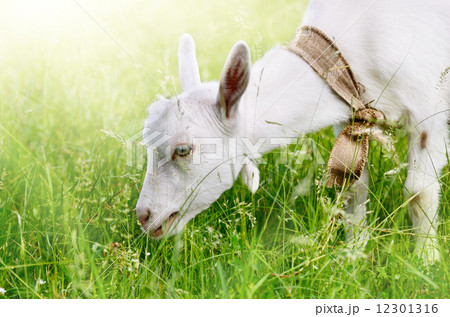 Cute young goat Cute young goat 12301316