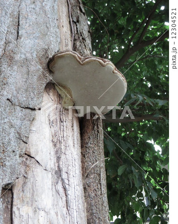 サルノコシカケ 12304521