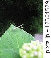 カマキリ 12304529