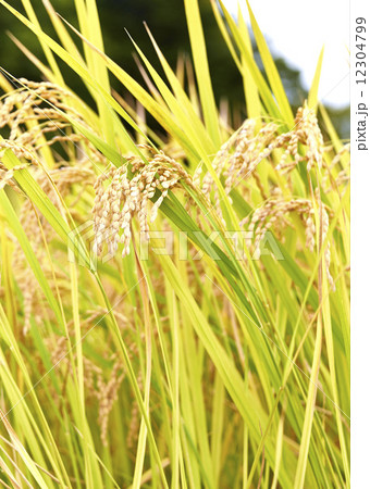 実りの秋 12304799