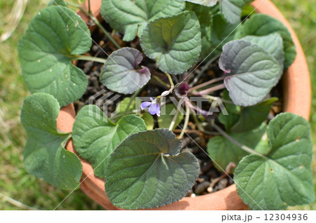 ニオイスミレ 12304936