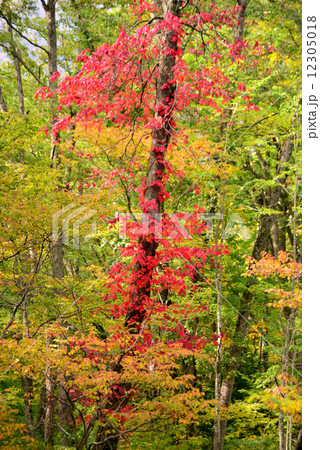 紅葉した蔦漆 12305018