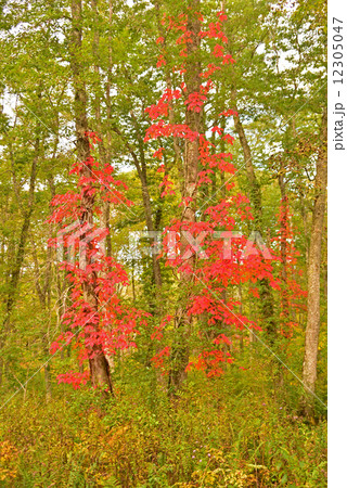 紅葉した蔦漆 12305047