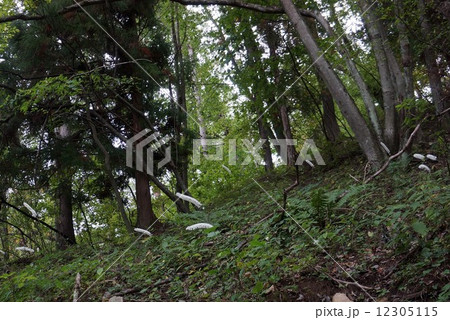 サラシナショウマの群生 12305115