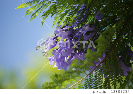 熱海 ジャカランダの花 熱海 ジャカランダの花 12305254