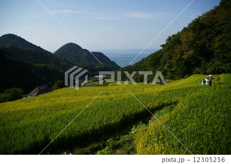 西伊豆　海の見える石部の棚田 12305256