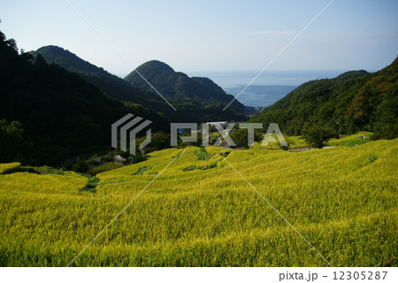 西伊豆　海の見える石部の棚田 12305287