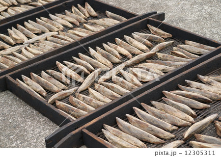 西伊豆 鰹節の天日干し 西伊豆 鰹節の天日干し 12305311