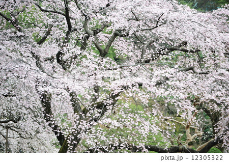 シダレザクラ シダレザクラ 12305322