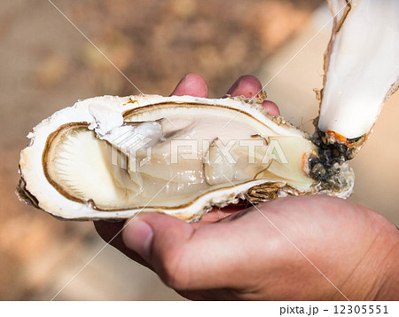 生牡蠣 生牡蠣 12305551