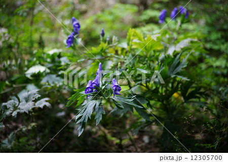 トリカブトの花 トリカブトの花 12305700