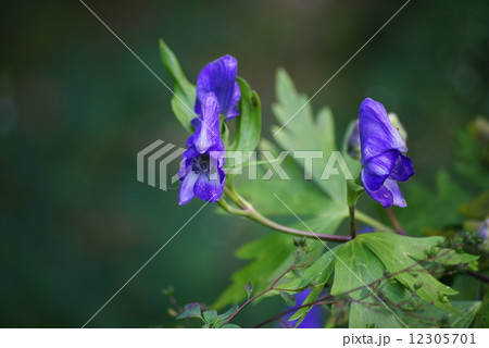 トリカブトの花 トリカブトの花 12305701