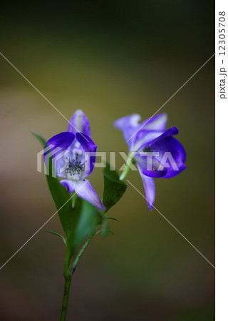 トリカブトの花 トリカブトの花 12305708