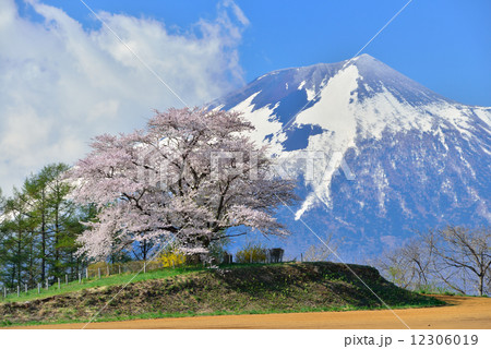 為内の一本桜の写真素材