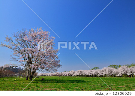 展勝地の桜 12306029