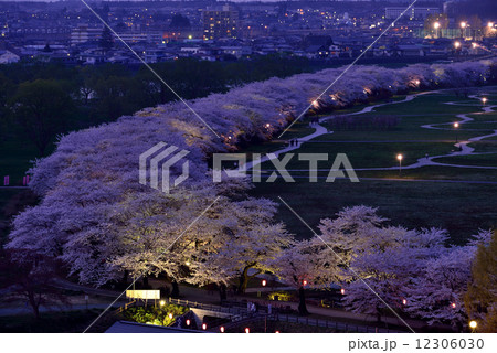展勝地の桜 12306030