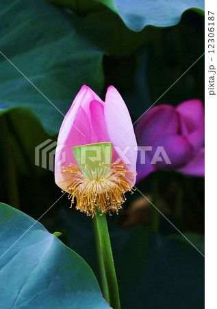 夏の花・花托に育つ蓮の実・1輪縦位置 夏の花・花托に育つ蓮の実・1輪縦位置 12306187