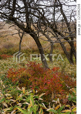 高ボッチ高原　レンゲツツジの紅葉 12306208