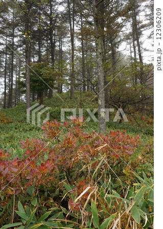 高ボッチ高原 レンゲツツジの紅葉 高ボッチ高原 レンゲツツジの紅葉 12306209