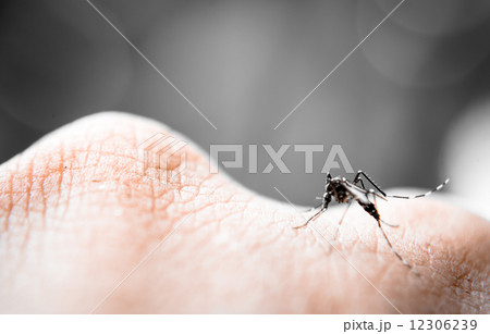 Mosquito sucking blood 12306239