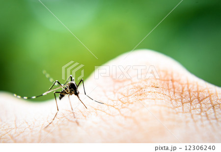 Mosquito sucking blood 12306240