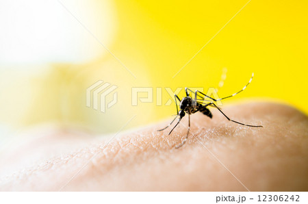 Mosquito sucking blood 12306242