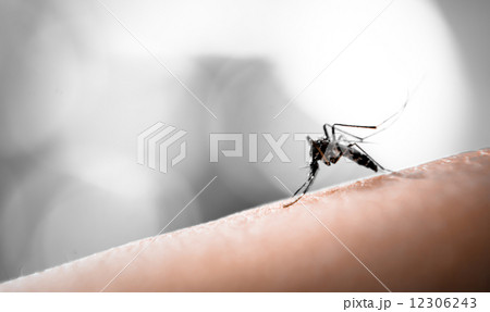Mosquito sucking blood 12306243