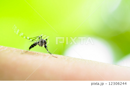 Mosquito sucking blood 12306244