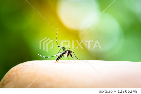 Mosquito sucking blood 12306248