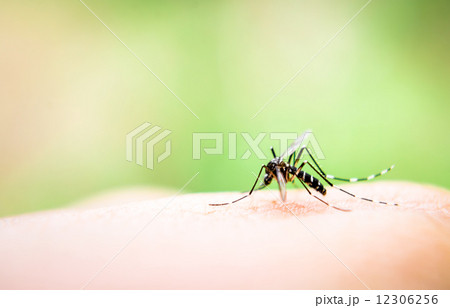 Mosquito sucking blood 12306256