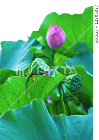 夏の花・まだ青い蓮の実・縦位置 12306337