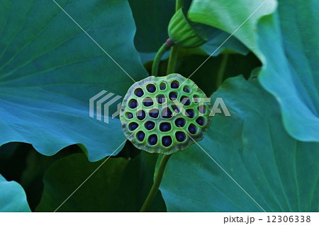 夏の花 種のできかかる青い蓮の実 横位置の写真素材