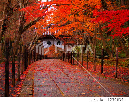 光明寺の紅葉 光明寺の紅葉 12306364