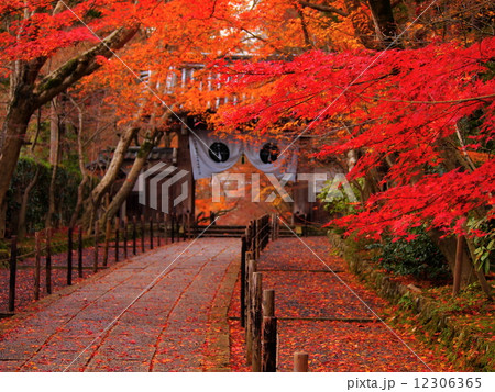 光明寺の紅葉 12306365